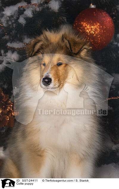 Collie Welpe / Collie puppy / SST-24411