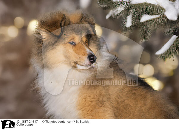 Collie Welpe / Collie puppy / SST-24417