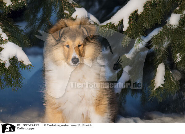 Collie Welpe / Collie puppy / SST-24422