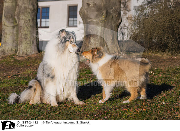 Collie Welpe / Collie puppy / SST-24432