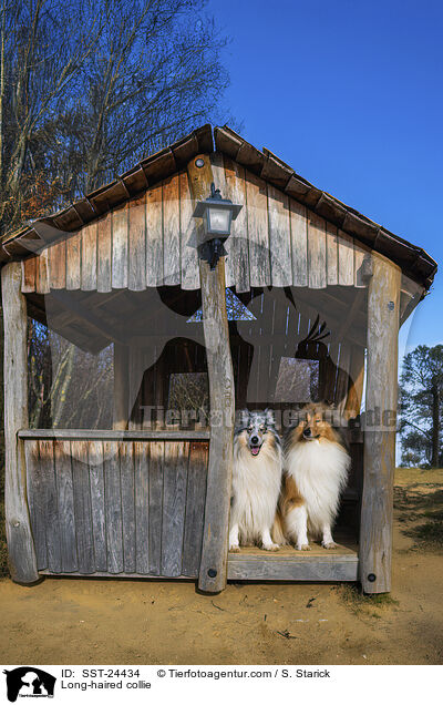 Lannghaarcollie / Long-haired collie / SST-24434