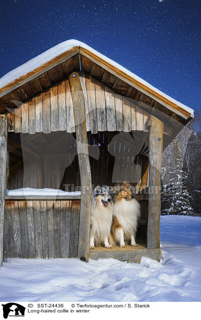 Langhaarcollie im Winter / Long-haired collie in winter / SST-24436