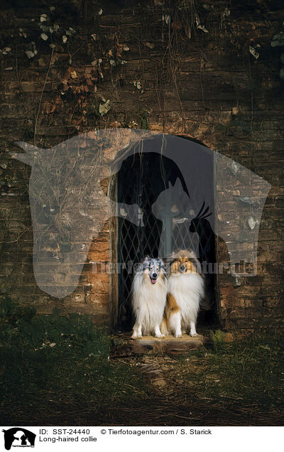 Lannghaarcollie / Long-haired collie / SST-24440