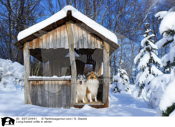 Langhaarcollie im Winter / Long-haired collie in winter / SST-24441