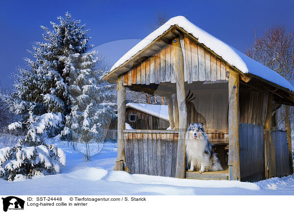 Long-haired collie in winter / SST-24448