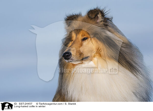 Langhaarcollie im Winter / Long-haired collie in winter / SST-24457
