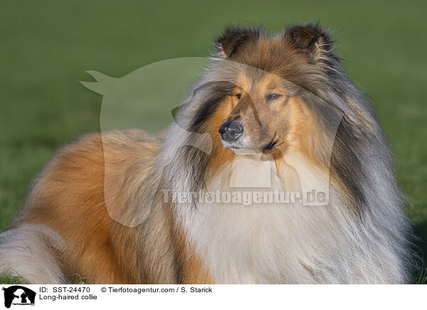 Lannghaarcollie / Long-haired collie / SST-24470