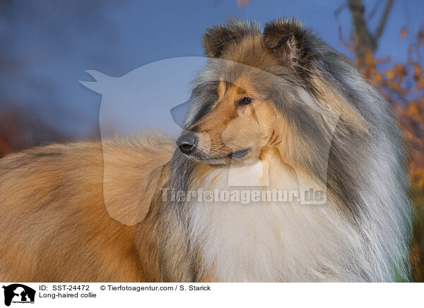 Lannghaarcollie / Long-haired collie / SST-24472