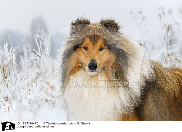 Langhaarcollie im Winter / Long-haired collie in winter / SST-24490