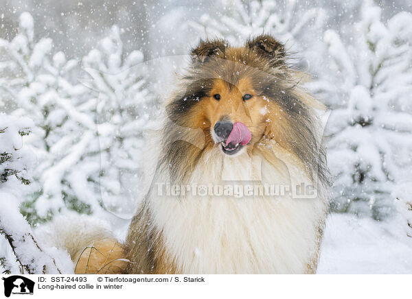 Langhaarcollie im Winter / Long-haired collie in winter / SST-24493