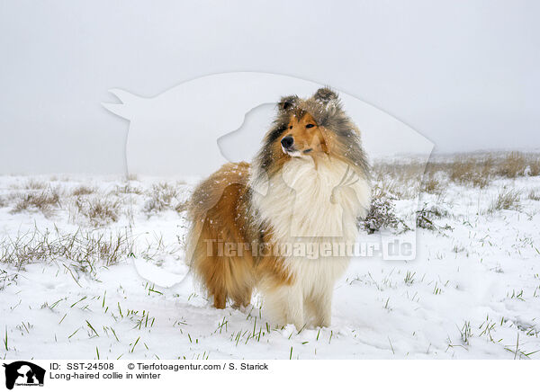 Langhaarcollie im Winter / Long-haired collie in winter / SST-24508