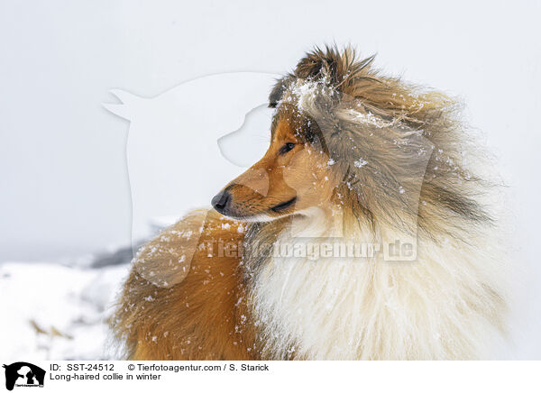 Long-haired collie in winter / SST-24512
