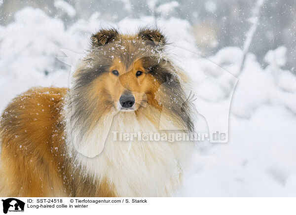 Langhaarcollie im Winter / Long-haired collie in winter / SST-24518