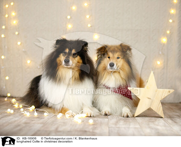 longhaired Collie in christmas decoration / KB-16906