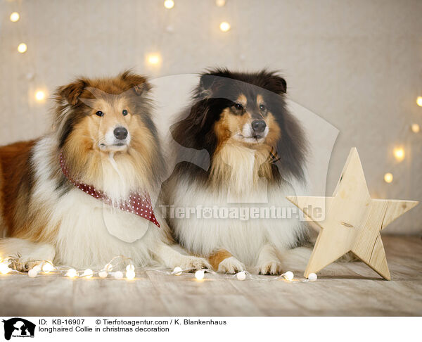 longhaired Collie in christmas decoration / KB-16907