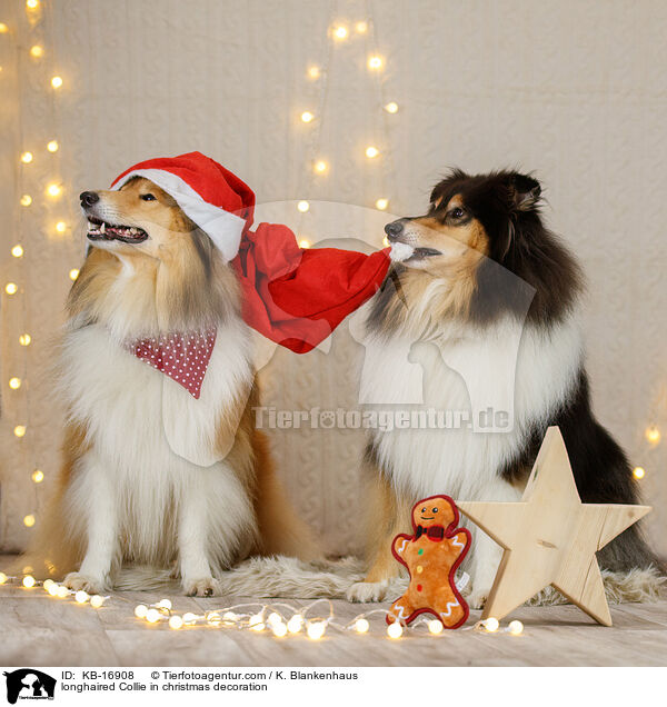 Langhaarcollie in Weihnachstdeko / longhaired Collie in christmas decoration / KB-16908