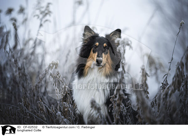 longhaired Collie / CF-02532
