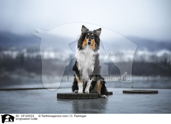 longhaired Collie / CF-02533