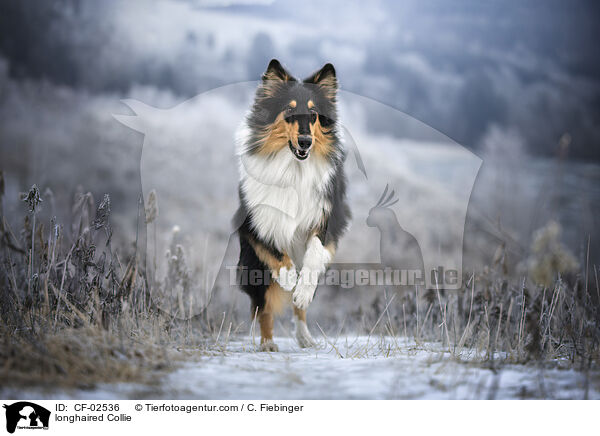 longhaired Collie / CF-02536