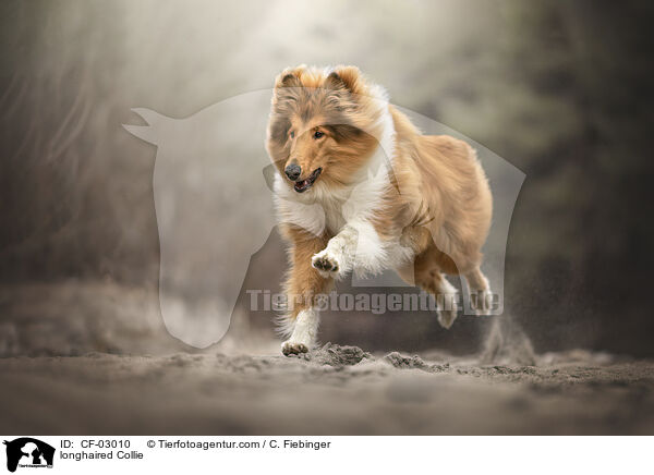 longhaired Collie / CF-03010