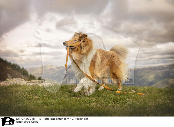 Langhaarcollie / longhaired Collie / CF-03018