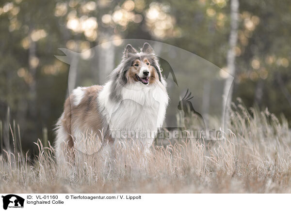 Langhaarcollie / longhaired Collie / VL-01160