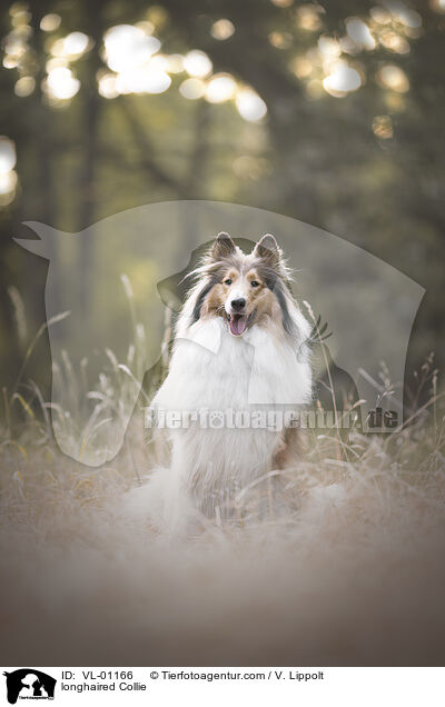 Langhaarcollie / longhaired Collie / VL-01166