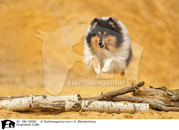 Langhaarcollie / longhaired Collie / KB-18599
