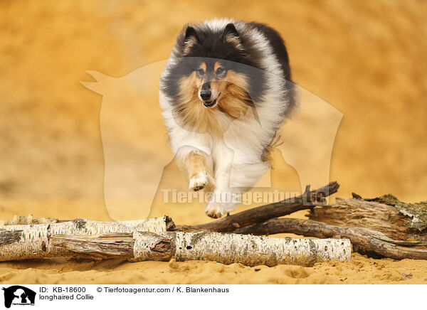 Langhaarcollie / longhaired Collie / KB-18600