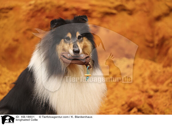 Langhaarcollie / longhaired Collie / KB-18601