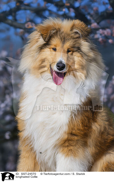 Langhaarcollie / longhaired Collie / SST-24570