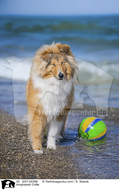 Langhaarcollie / longhaired Collie / SST-24586