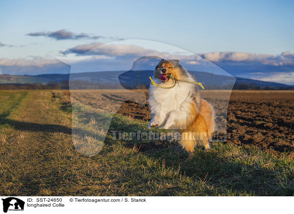 Langhaarcollie / longhaired Collie / SST-24650