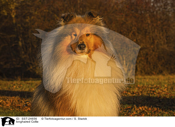 Langhaarcollie / longhaired Collie / SST-24656