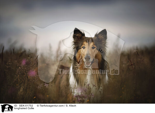 Langhaarcollie / longhaired Collie / SEK-01752