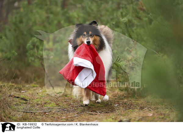 Langhaarcollie / longhaired Collie / KB-19932
