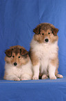 two Collie Puppies