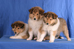 tree Collie Puppies