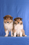 two Collie Puppies