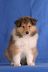 sitting Collie Puppy