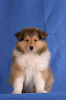 sitting Collie Puppy