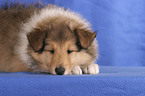 sleeping puppy