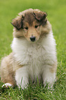 sitting Collie Puppy