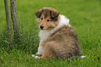 sitting Collie puppy