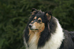 tricolor Collie Portrait