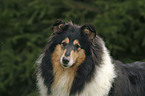 tricolor Collie Portrait