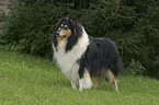 standing Collie