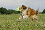 running Collie