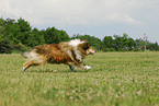 running Collie