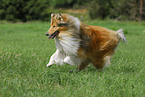 running Collie